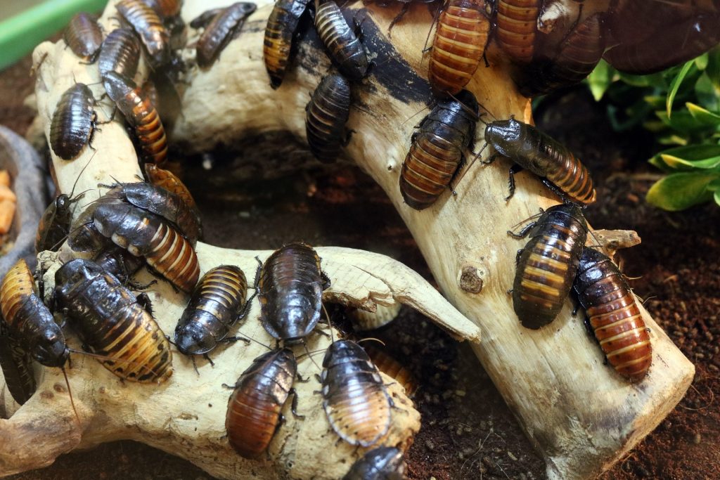 American Cockroach, German Cockroach