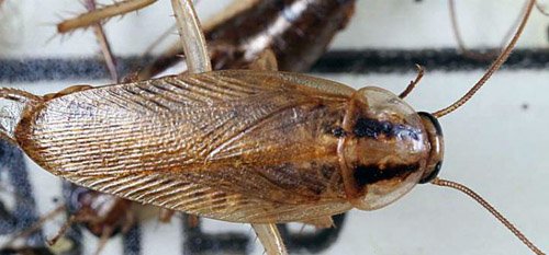 German Cockroach